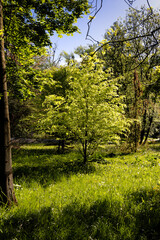 Obraz premium Small tree in a robe of fresh green illuminated by the morning sun 