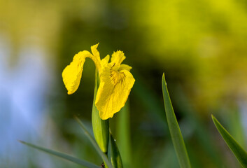 Single yellow iris flower in close-up