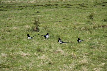 Four Wild Magpie Birds Standing in a Grass Meadow.