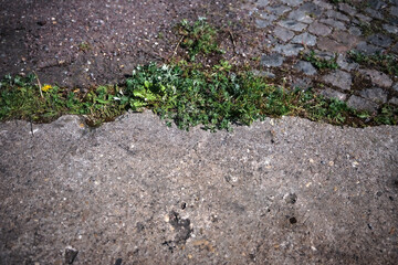 von raps vögeln und pusteblumen