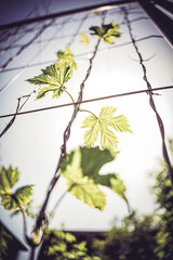 von raps vögeln und pusteblumen