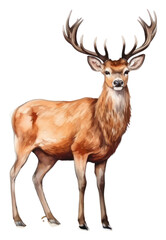 Fototapeta premium PNG Wildlife antler animal mammal.