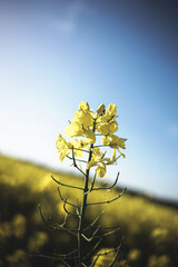 Obraz premium von raps vögeln und pusteblumen