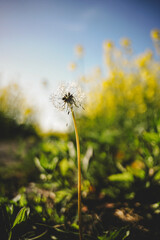 von raps vögeln und pusteblumen