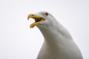 Portrait, up close photo of an adult kelp gull against a white background