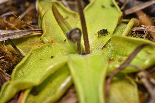 Closeup picture of the green, sticky leaves of the common butterwort, Pinguicula vulgaris, a carnivorous plant in the bladderwort family, photographed in its natural biotope and with a trapped fly.