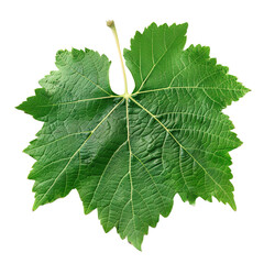 Grape leaf isolated on white or transparent background