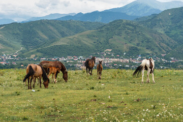 herd of horses in the mountains