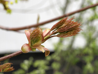 Young maple leaves ready to open holly maple