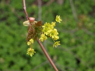 Branch blooming holly maple spring nature
