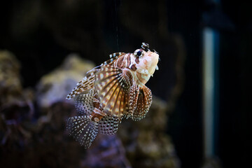 fish in aquarium