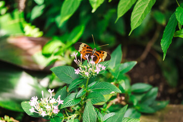 butterfly on a flower