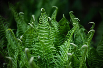 Beautiful ferns leaves, fern background