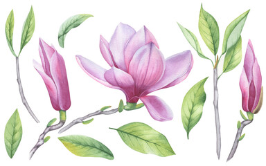 Watercolor set of magnolia flower, leaves and buds. A blooming flower.