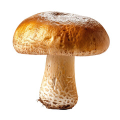 Mushroom isolated on white or transparent background