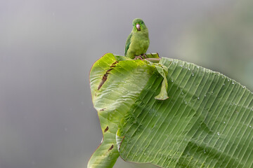 Spectacled Parrotlet