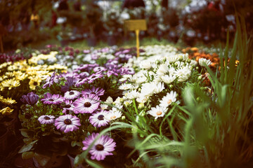 Gartenträume - Hundisburg