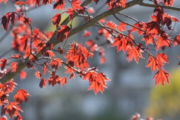 Acer platanoides is a Norway Maple Royal red. Young spring leaves in backlight