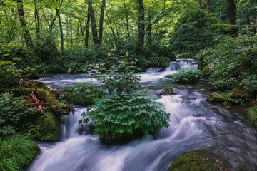 青森 奥入瀬渓流の風景