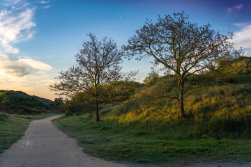 Path in the Dutch dunes