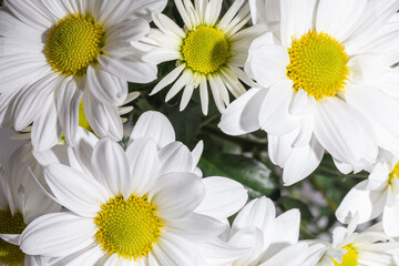 a bouquet of white chrysanthemums with yellow centers in full bloom.