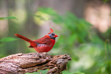 Molting northern cardinal