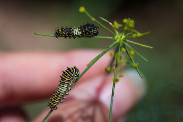 First and second instar of lack swallowtail caterpillar