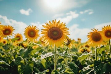 Fototapeta premium Nature's Sunshine: Radiant Sunflower Field
