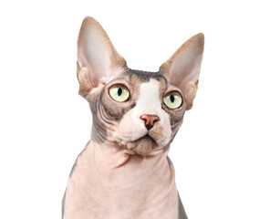 Curious sphynx cat looking at camera. Head shot of naked cat. Hairless white and lavender, male cat with big yellow eyes and large ears. Selective focus.