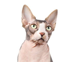 Curious sphynx cat looking at camera. Head shot of naked cat. Hairless white and lavender, male cat with big yellow eyes and large ears. Selective focus.