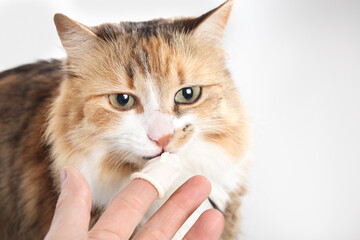 Cat with medication on pet owner finger protected with finger cot. Curious kitty cat sniffing gel...