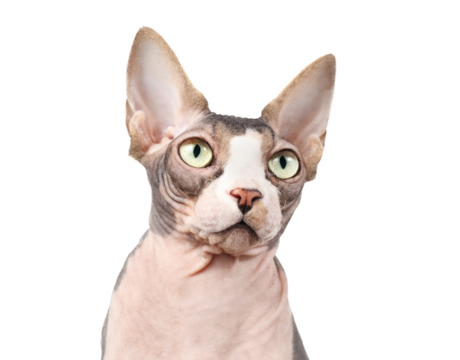 Curious sphynx cat looking at camera. Head shot of naked cat. Hairless white and lavender, male cat with big yellow eyes and large ears. Selective focus.