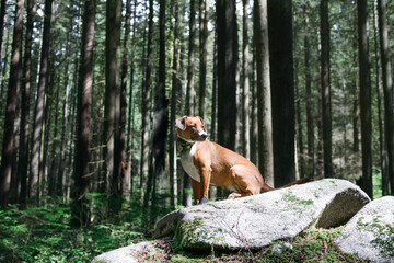 Dog in forest on a rock. Cute dog with with bear bell, remote collar or gps tracking collar....