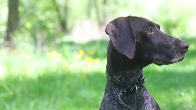 hunting dog close-up portrait - looking around