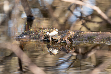 Wasserfrosch