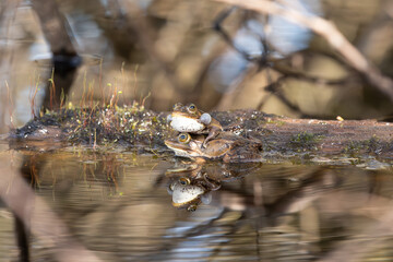 Wasserfrosch