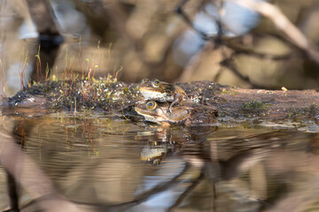Wasserfrosch