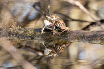 Wasserfrosch