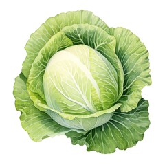 Fototapeta premium Cabbage