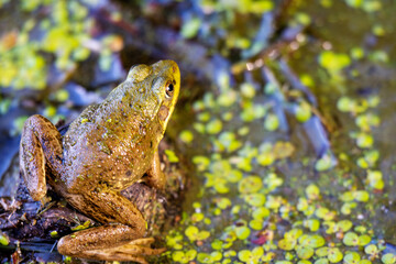 An American bullfrog sits in the shallows on a northern Wisconsin lake.