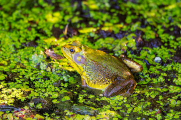 An American bullfrog sits in the shallows on a northern Wisconsin lake.