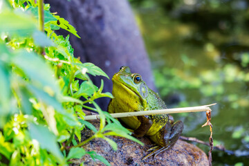 An American bullfrog sits on a rock next to a northern Wisconsin lake.