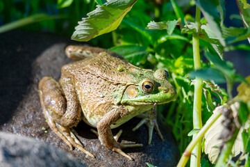 An American bullfrog sits on a rock next to a northern Wisconsin lake.