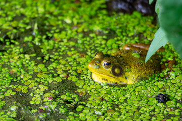 An American bullfrog sits in the shallows on a northern Wisconsin lake.