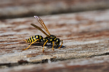 Wasp collecting wood