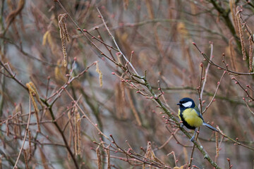 great tit on a tree