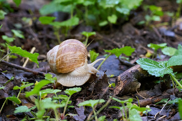Snail on the ground