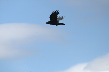 crow in flight with rich blue background