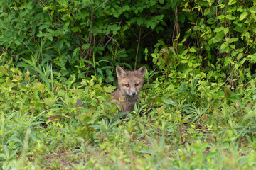 Cute gray fox kit / Grey fox kit (Urocyon cinereoargenteus) in leafy brush in the wild in Delaware in late spring / early summer