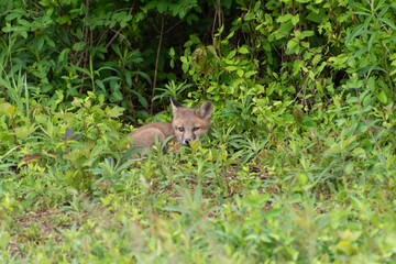 Cute gray fox kit / Grey fox kit (Urocyon cinereoargenteus)  laying down in leafy brush in the wild in Delaware in late spring / early summer